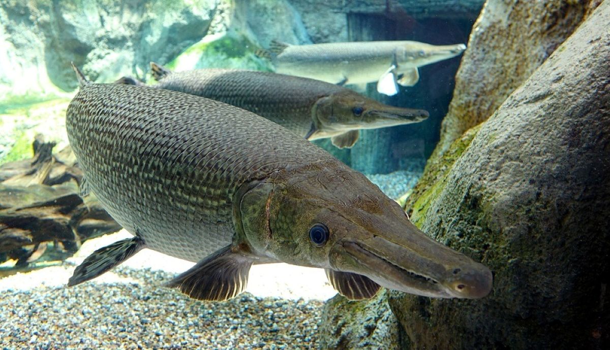 Alligator Gar