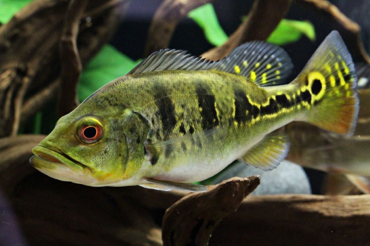 Peacock Bass
