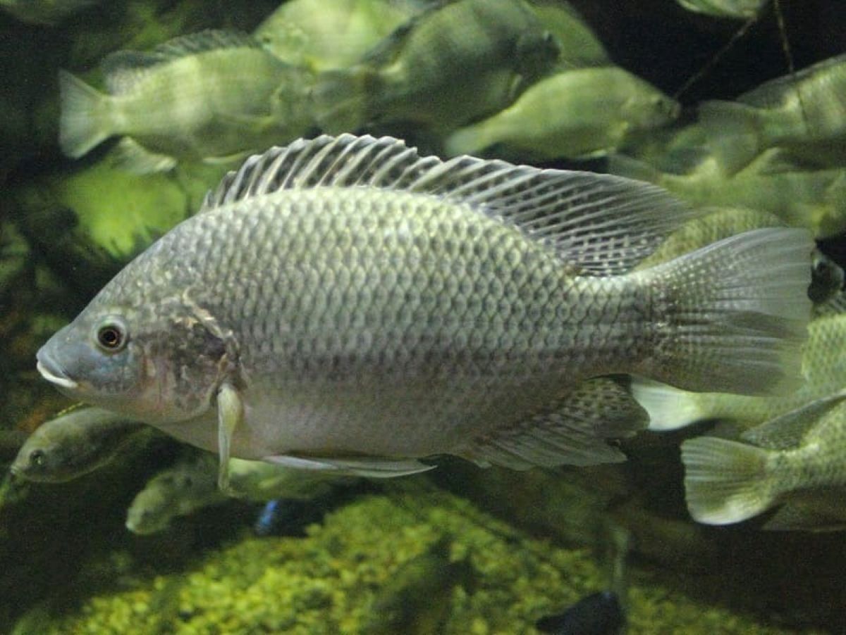Ikan Mujair