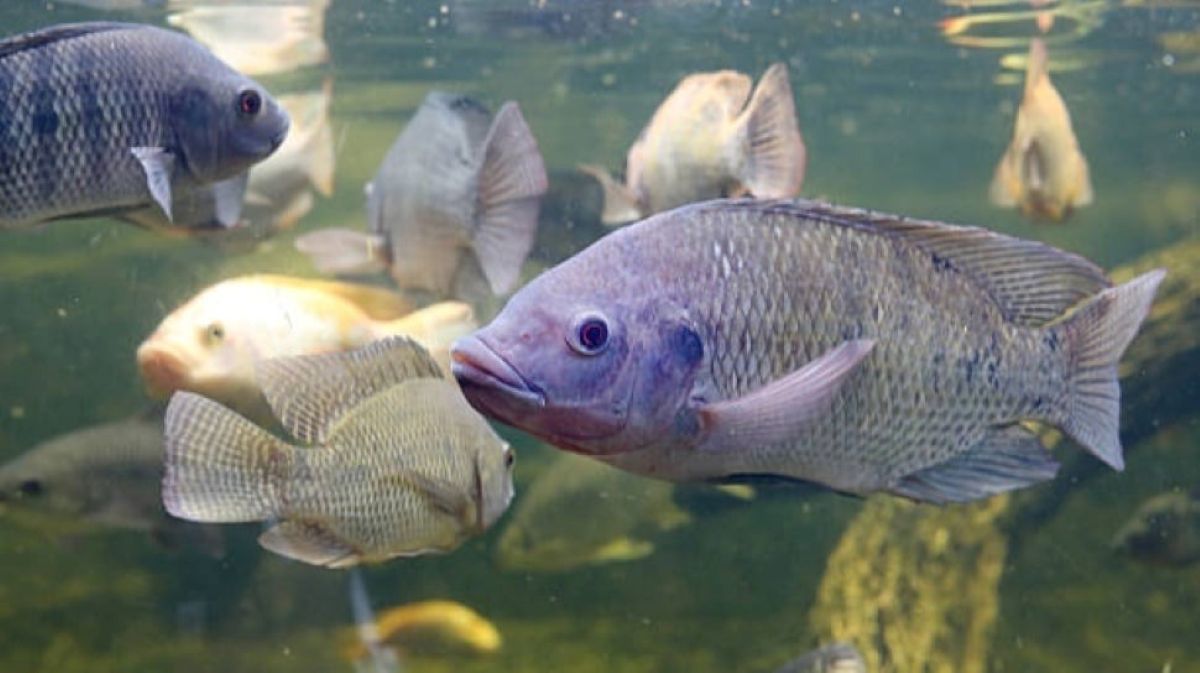 Ikan Nila