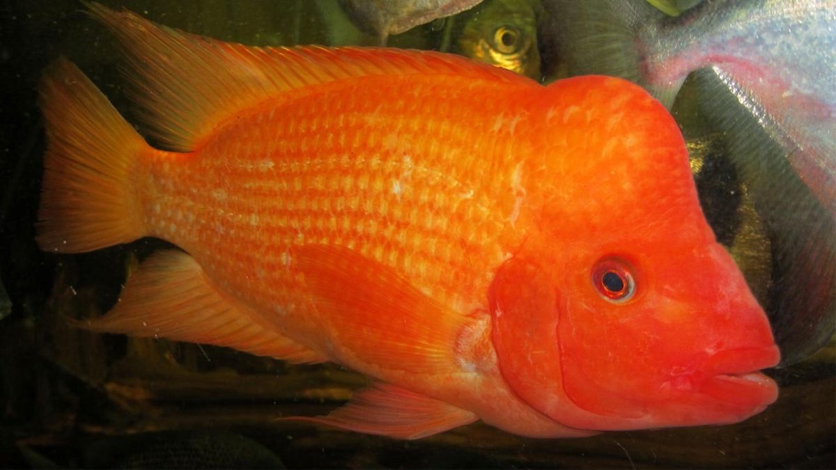 Red Devil